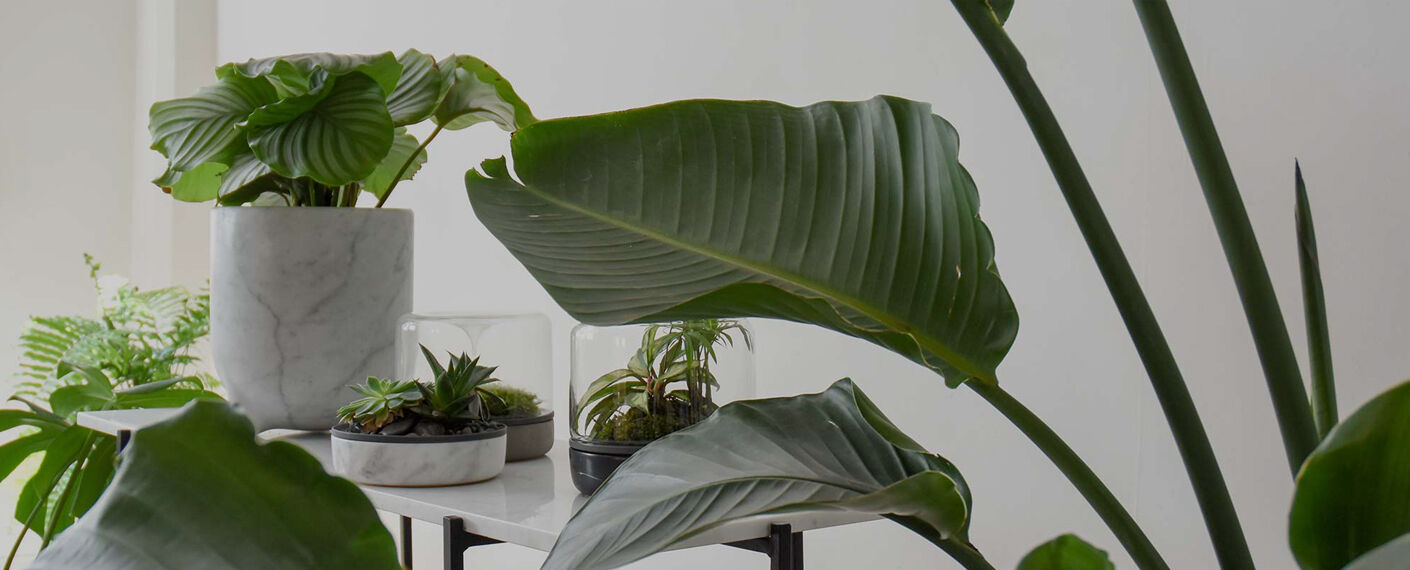 Plant 01